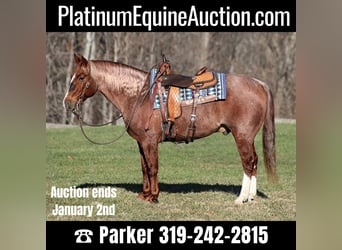 American Quarter Horse, Wallach, 8 Jahre, 147 cm, Roan-Red