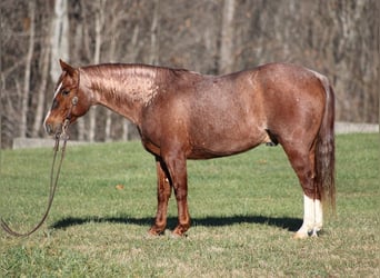 American Quarter Horse, Wallach, 8 Jahre, 147 cm, Roan-Red