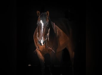 American Quarter Horse, Wallach, 8 Jahre, 147 cm, Rotbrauner