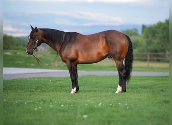 American Quarter Horse, Wallach, 8 Jahre, 147 cm, Rotbrauner