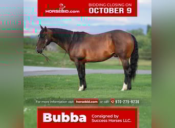 American Quarter Horse, Wallach, 8 Jahre, 147 cm, Rotbrauner
