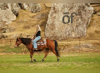 American Quarter Horse, Wallach, 8 Jahre, 147 cm, Rotbrauner