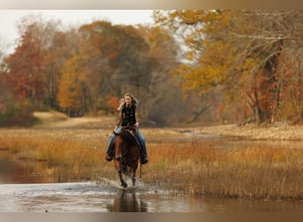 American Quarter Horse, Wallach, 8 Jahre, 147 cm, Rotbrauner