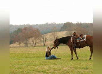 American Quarter Horse, Wallach, 8 Jahre, 147 cm, Rotbrauner