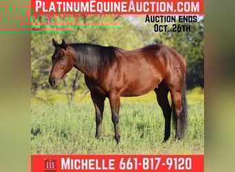 American Quarter Horse, Wallach, 8 Jahre, 147 cm, Rotbrauner