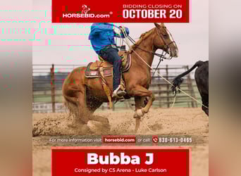 American Quarter Horse, Wallach, 8 Jahre, 147 cm, Rotfuchs
