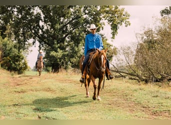 American Quarter Horse, Wallach, 8 Jahre, 147 cm, Rotfuchs