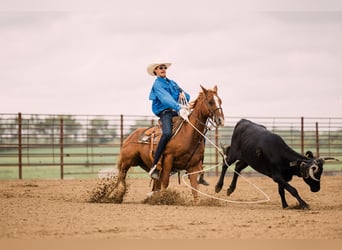 American Quarter Horse, Wallach, 8 Jahre, 147 cm, Rotfuchs