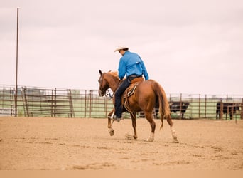 American Quarter Horse, Wallach, 8 Jahre, 147 cm, Rotfuchs