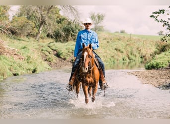 American Quarter Horse, Wallach, 8 Jahre, 147 cm, Rotfuchs