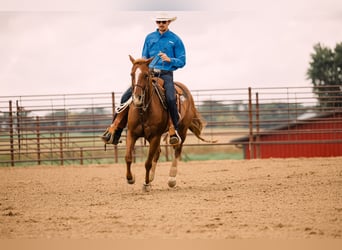 American Quarter Horse, Wallach, 8 Jahre, 147 cm, Rotfuchs