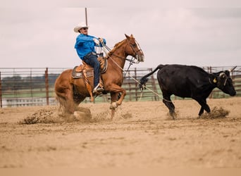 American Quarter Horse, Wallach, 8 Jahre, 147 cm, Rotfuchs