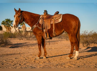 American Quarter Horse, Wallach, 8 Jahre, 147 cm, Rotfuchs