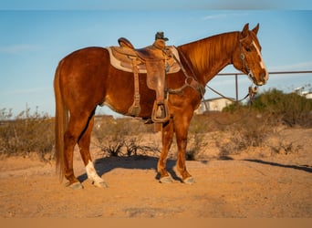 American Quarter Horse, Wallach, 8 Jahre, 147 cm, Rotfuchs