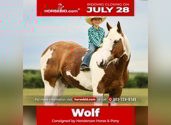 American Quarter Horse, Wallach, 8 Jahre, 147 cm, Schecke