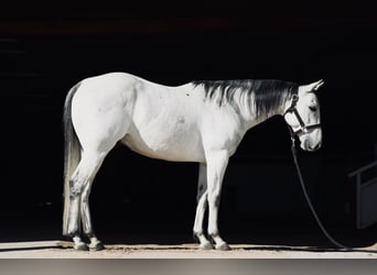 American Quarter Horse, Wallach, 8 Jahre, 147 cm, Schimmel
