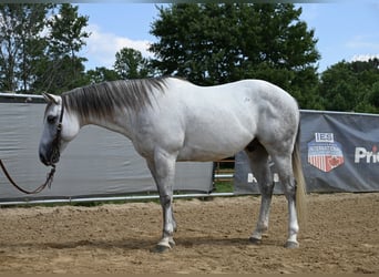 American Quarter Horse, Wallach, 8 Jahre, 147 cm, Schimmel