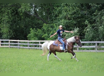 American Quarter Horse, Wallach, 8 Jahre, 147 cm, Tobiano-alle-Farben
