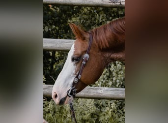 American Quarter Horse, Wallach, 8 Jahre, 149 cm, Fuchs
