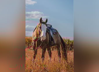American Quarter Horse, Wallach, 8 Jahre, 149 cm, Fuchs