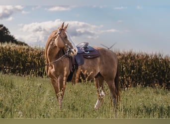 American Quarter Horse, Wallach, 8 Jahre, 149 cm, Fuchs