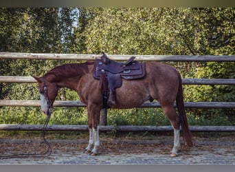 American Quarter Horse, Wallach, 8 Jahre, 149 cm, Fuchs