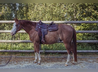 American Quarter Horse, Wallach, 8 Jahre, 149 cm, Fuchs