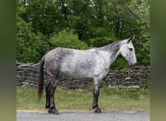 American Quarter Horse, Wallach, 8 Jahre, 150 cm, Apfelschimmel