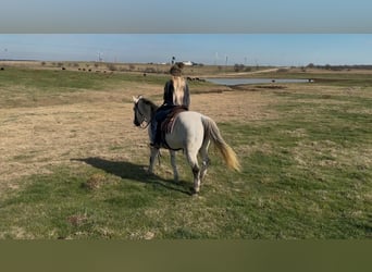 American Quarter Horse, Wallach, 8 Jahre, 150 cm, Apfelschimmel