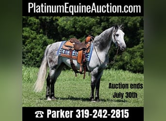 American Quarter Horse, Wallach, 8 Jahre, 150 cm, Apfelschimmel