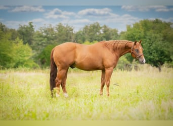American Quarter Horse, Wallach, 8 Jahre, 150 cm, Brauner