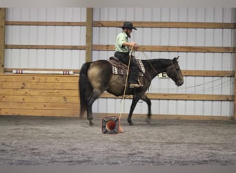 American Quarter Horse, Wallach, 8 Jahre, 150 cm, Buckskin