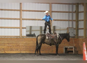 American Quarter Horse, Wallach, 8 Jahre, 150 cm, Buckskin