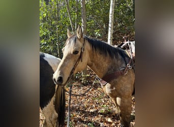 American Quarter Horse, Wallach, 8 Jahre, 150 cm, Buckskin
