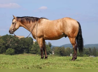 American Quarter Horse Mix, Wallach, 8 Jahre, 150 cm, Buckskin