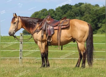 American Quarter Horse, Wallach, 8 Jahre, 150 cm, Buckskin