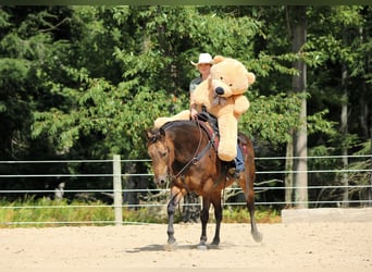 American Quarter Horse, Wallach, 8 Jahre, 150 cm, Buckskin
