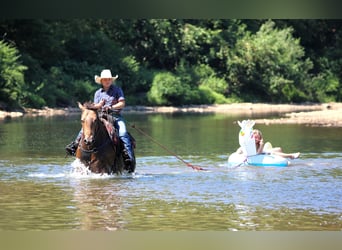 American Quarter Horse, Wallach, 8 Jahre, 150 cm, Buckskin