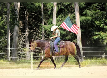 American Quarter Horse, Wallach, 8 Jahre, 150 cm, Buckskin