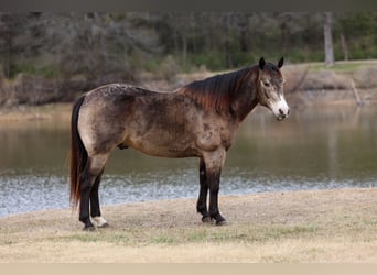American Quarter Horse, Wallach, 8 Jahre, 150 cm, Buckskin
