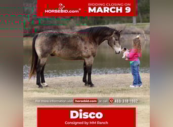 American Quarter Horse, Wallach, 8 Jahre, 150 cm, Buckskin