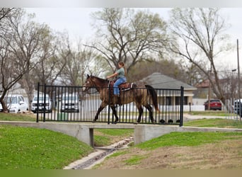American Quarter Horse, Wallach, 8 Jahre, 150 cm, Buckskin