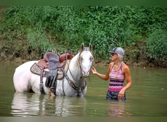 American Quarter Horse, Wallach, 8 Jahre, 150 cm, Buckskin
