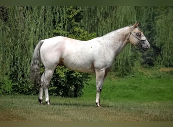 American Quarter Horse, Wallach, 8 Jahre, 150 cm, Buckskin