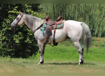 American Quarter Horse, Wallach, 8 Jahre, 150 cm, Buckskin