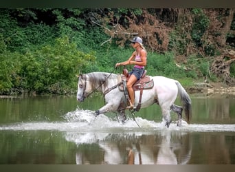American Quarter Horse, Wallach, 8 Jahre, 150 cm, Buckskin