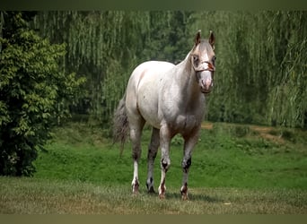 American Quarter Horse, Wallach, 8 Jahre, 150 cm, Buckskin