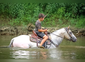 American Quarter Horse, Wallach, 8 Jahre, 150 cm, Buckskin