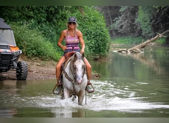 American Quarter Horse, Wallach, 8 Jahre, 150 cm, Buckskin