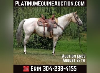 American Quarter Horse, Wallach, 8 Jahre, 150 cm, Buckskin